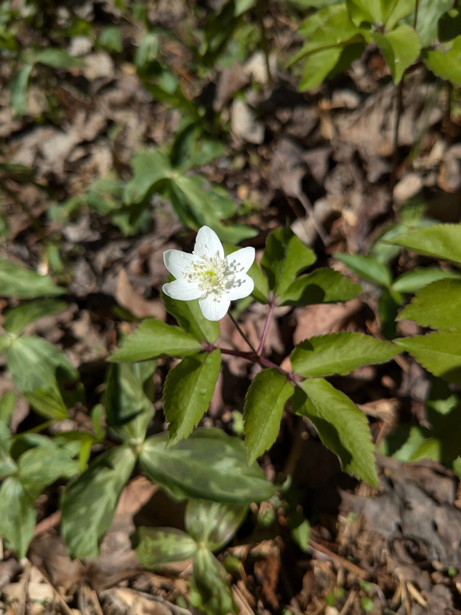 Anemonoides trifolia