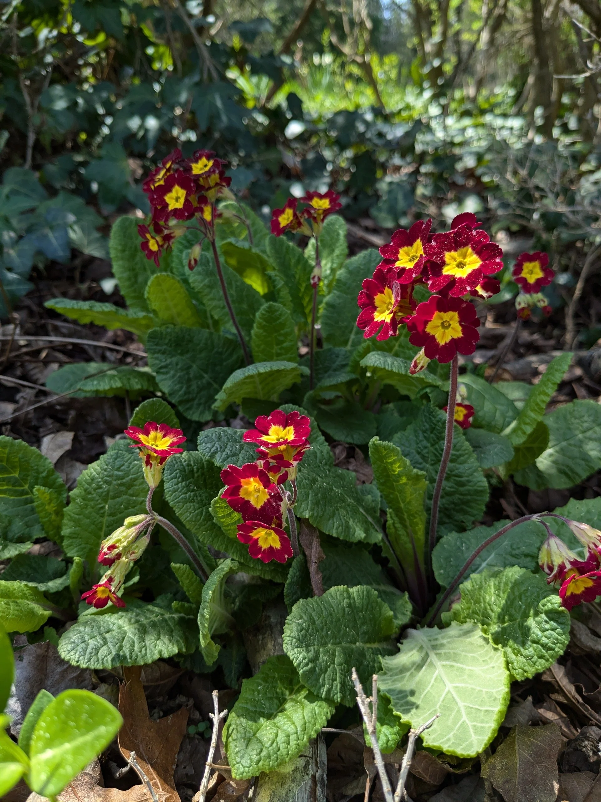 Primula veris 'Hose-in-Hose' 