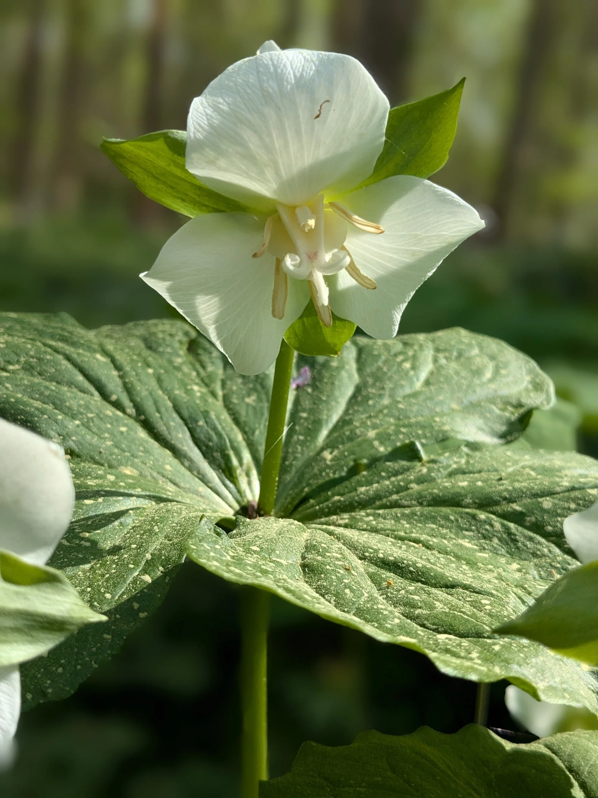 Trillium flexipes
