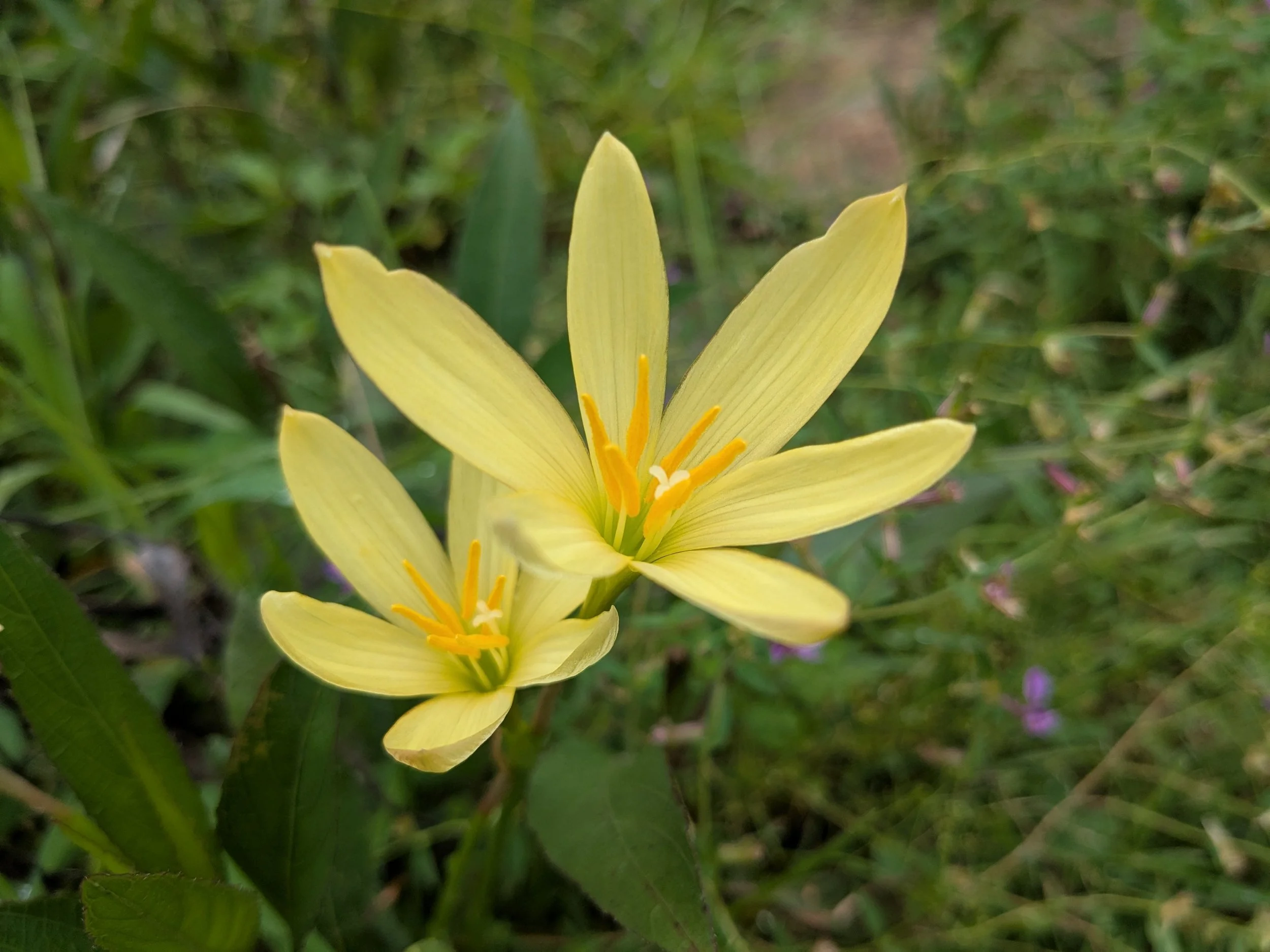 Zephyranthes primulina