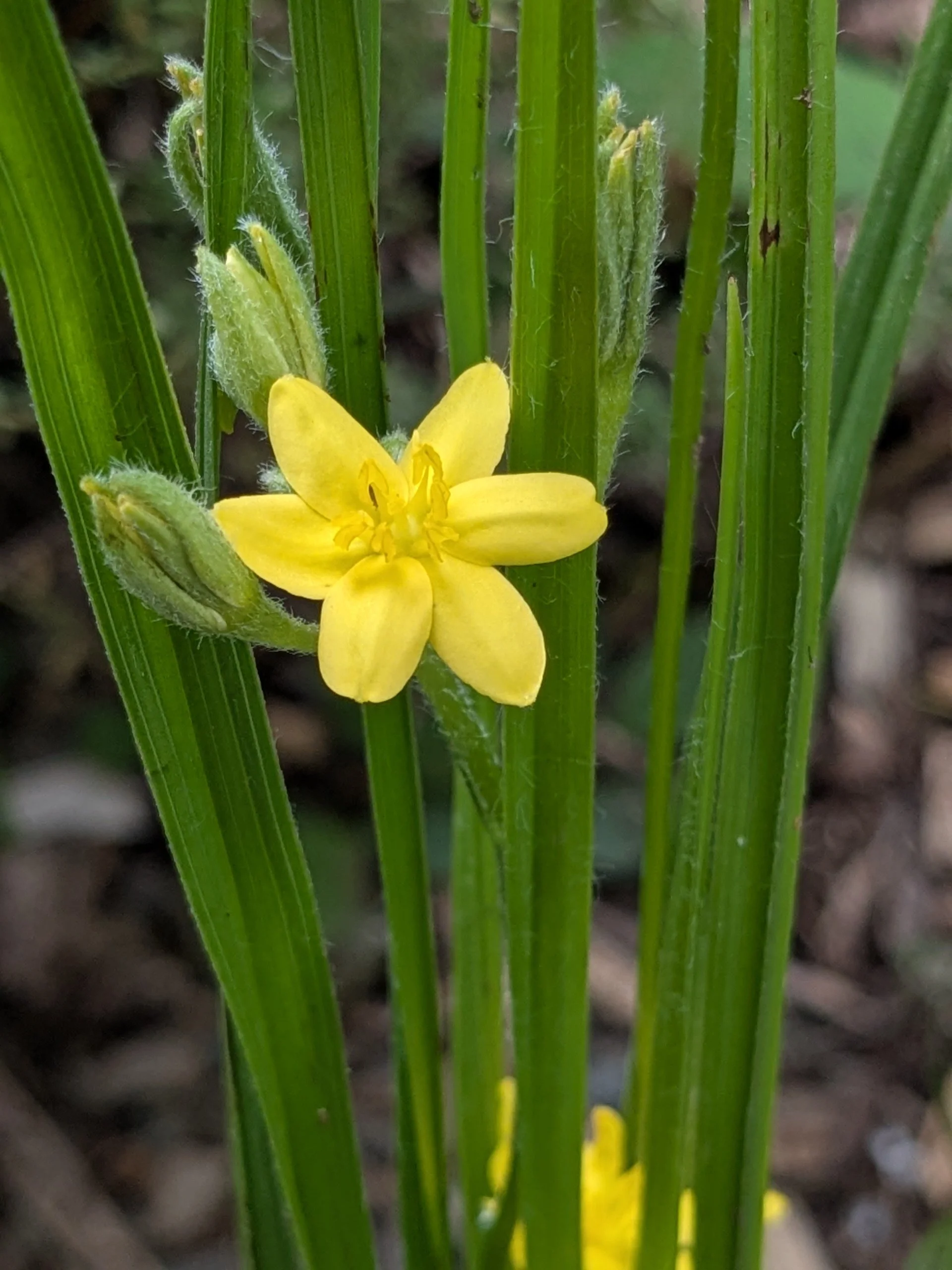 Hypoxis hirsuta