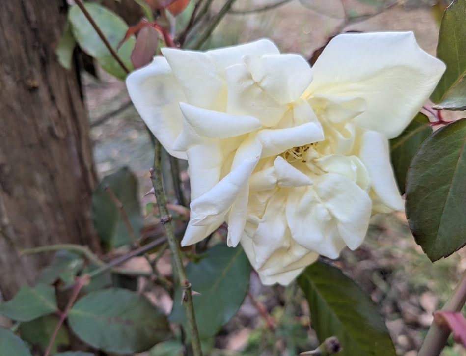 Rosa 'Isabella Sprunt'