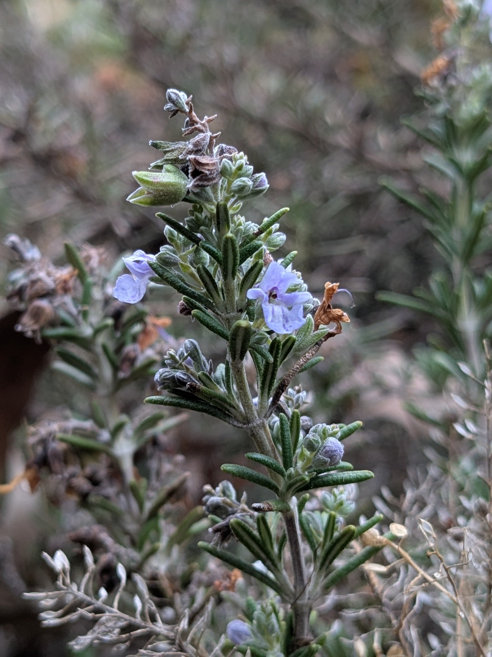 Rosmarinus officinalis