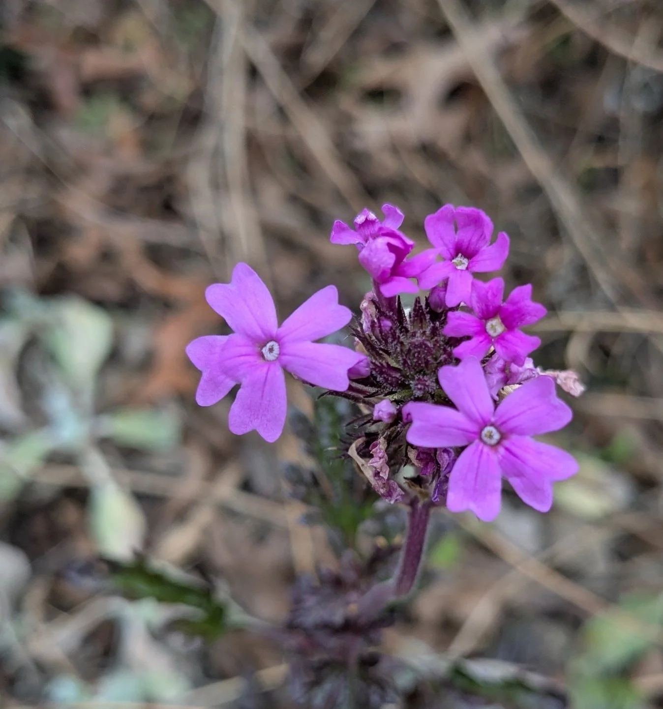 Verbena canadensis