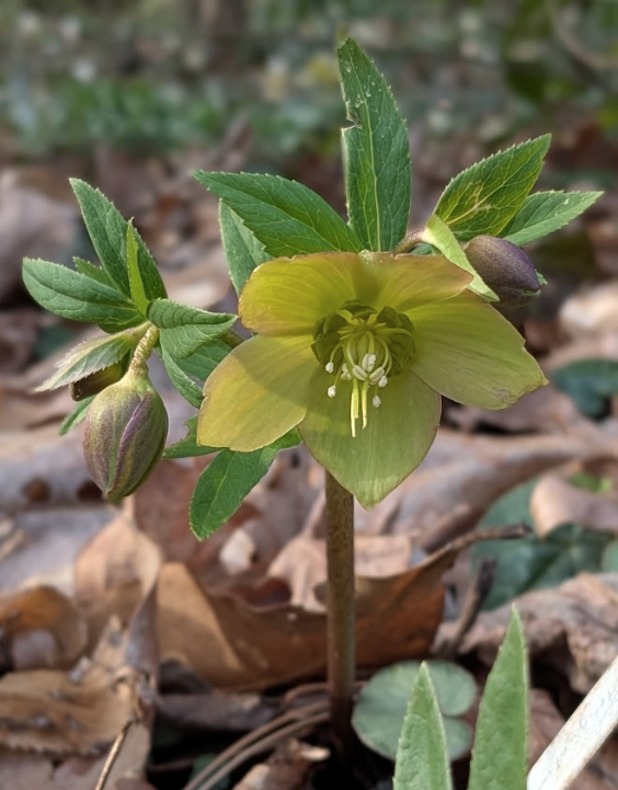 Helleborus torquatus, green