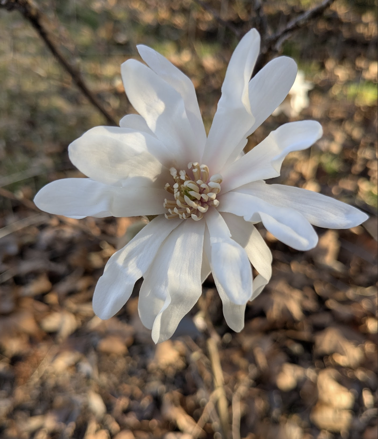 Magnolia x loebneri 'Wildcat'
