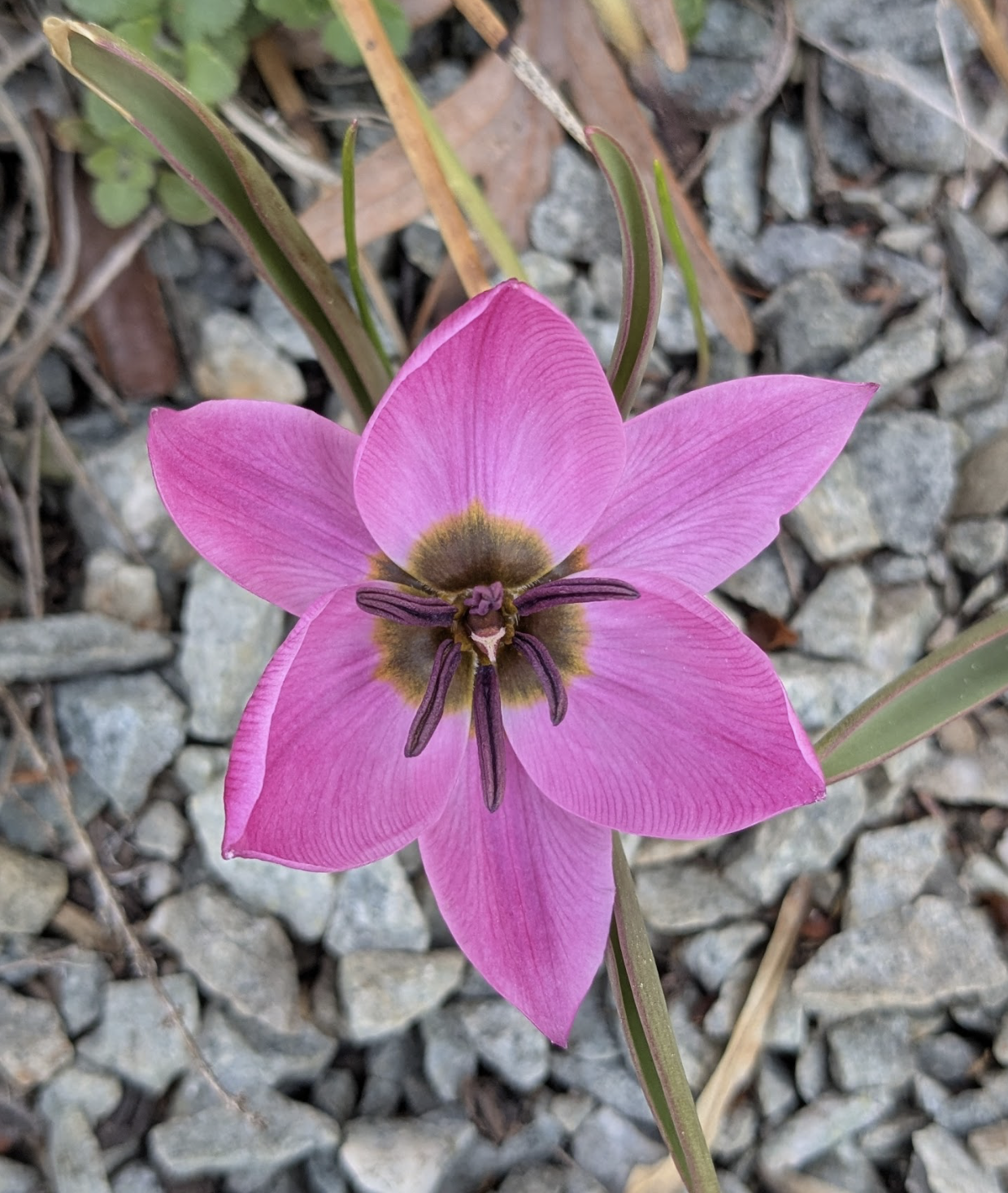 Tulipa humilis 'Helene' 