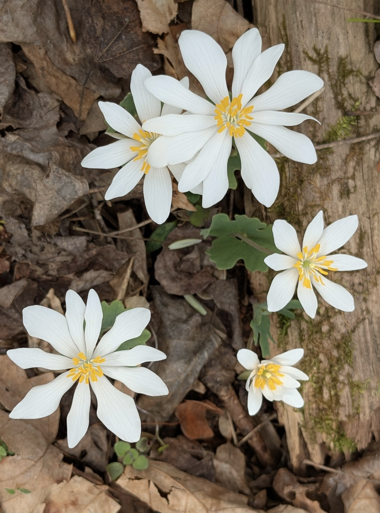 Sanguinaria canadensis 