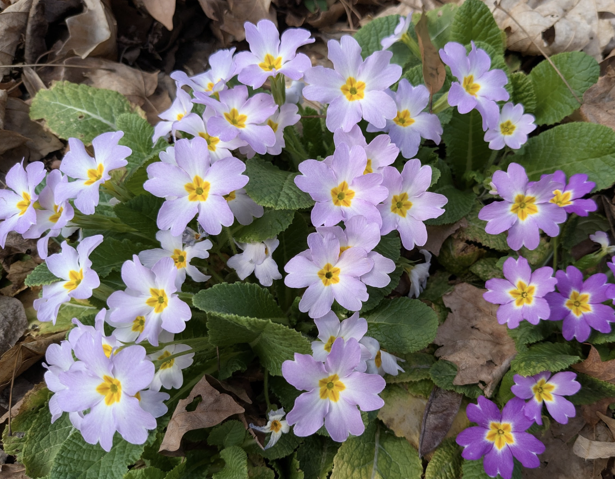 Primula vulgaris ssp. sibthorpii