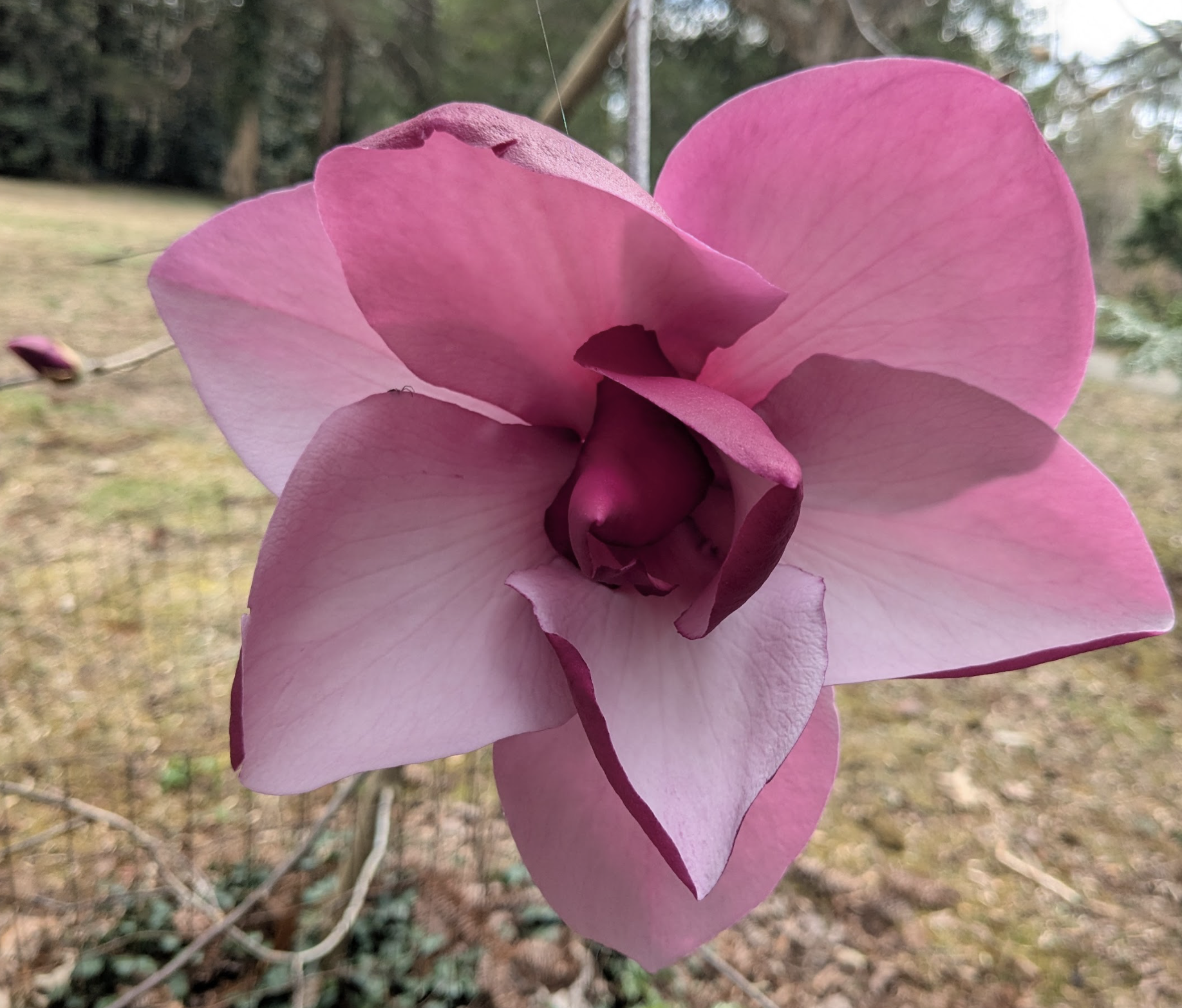 Magnolia ‘Frank’s Masterpiece’