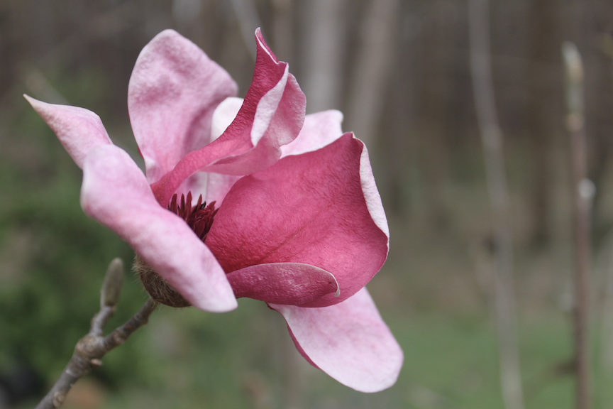 Magnolia × soulangeana 'Pickard's Schmetterling'