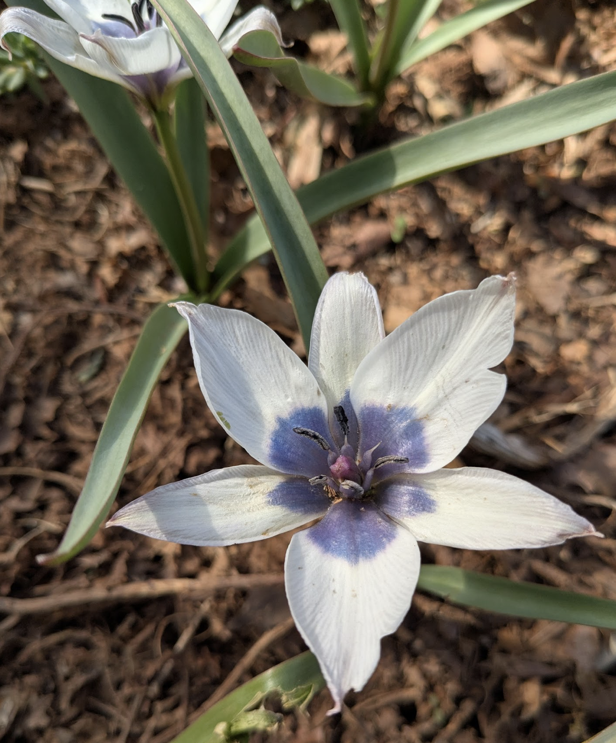 Tulipa humilis 'Alba Coerulea Oculata'