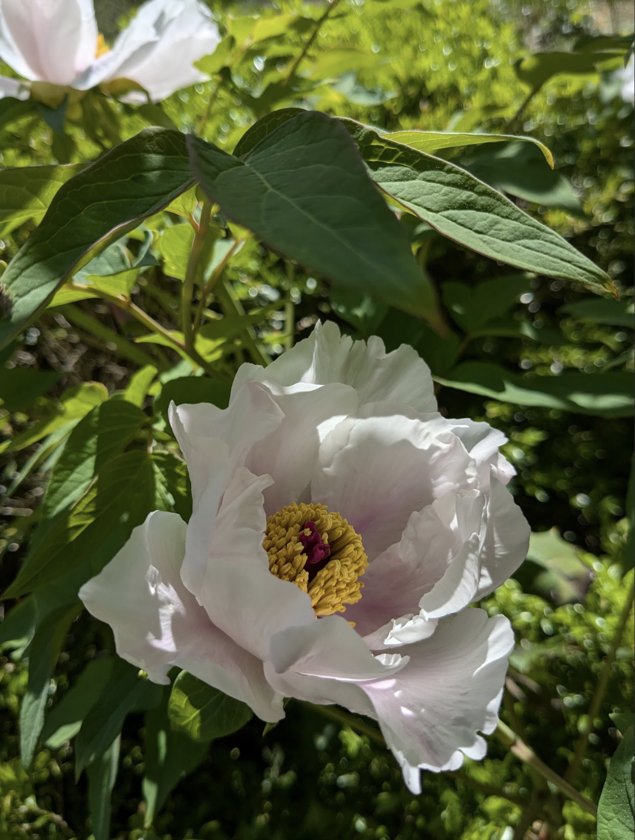 Paeonia ostii