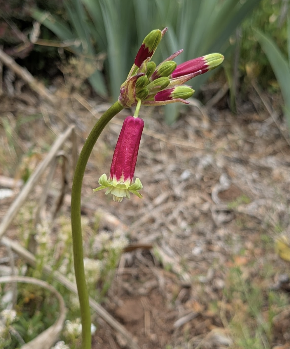 Dichelostemma sp.