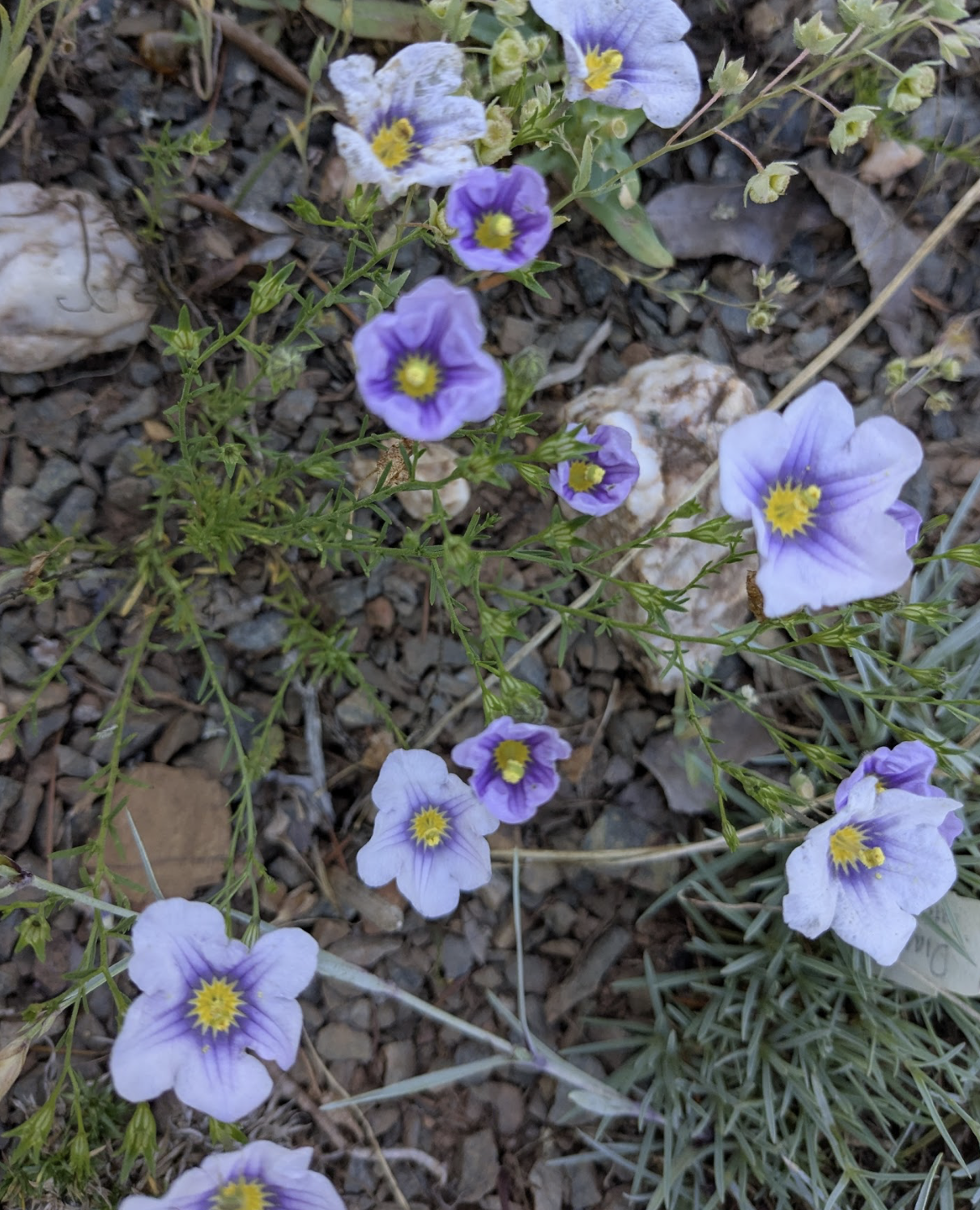 Nierembergia sp.