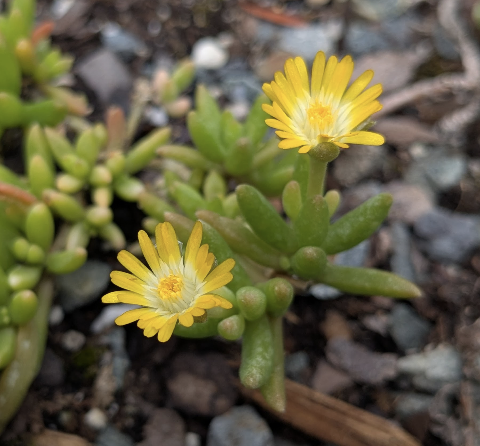 Delosperma sp.