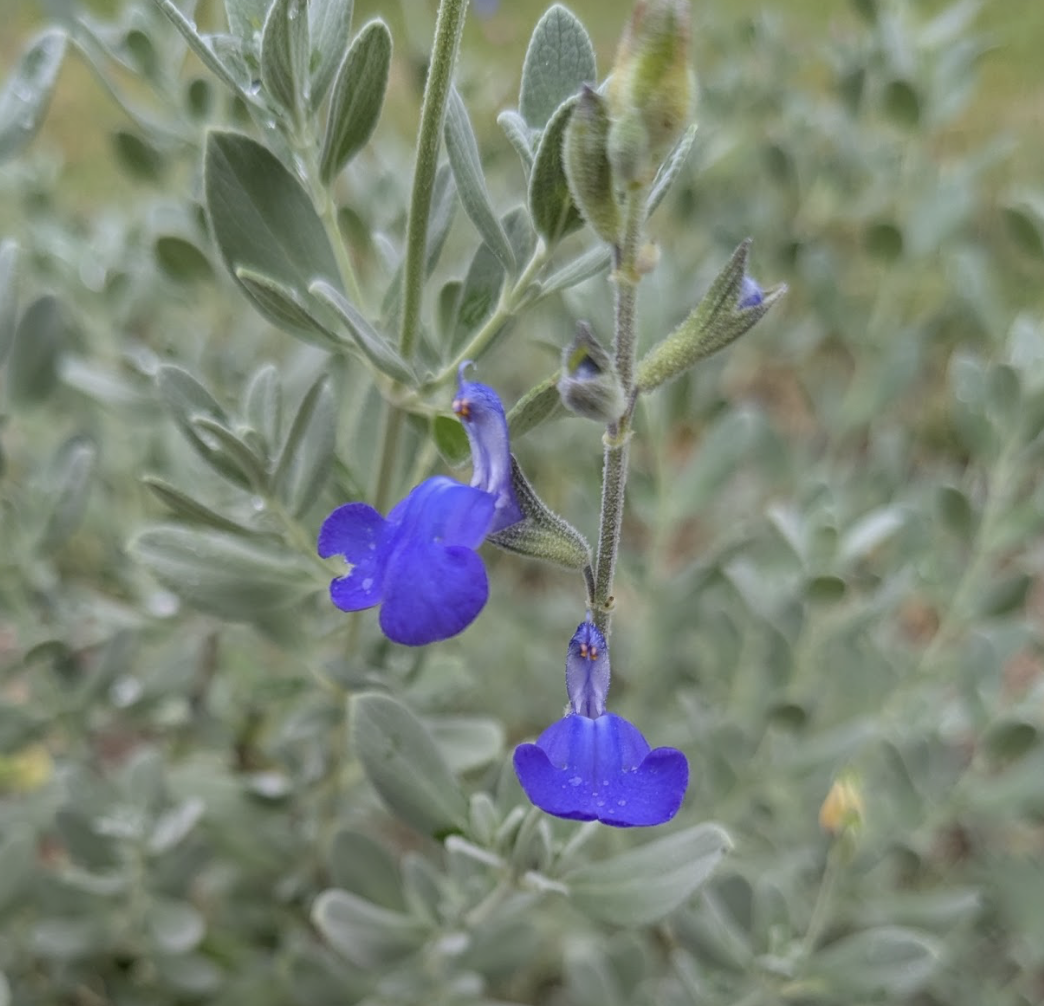 Salvia chamaedryoides