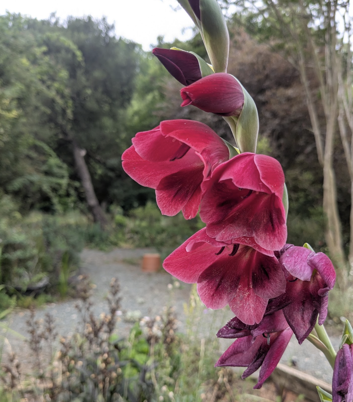 Gladiolus papilio 'Ruby'