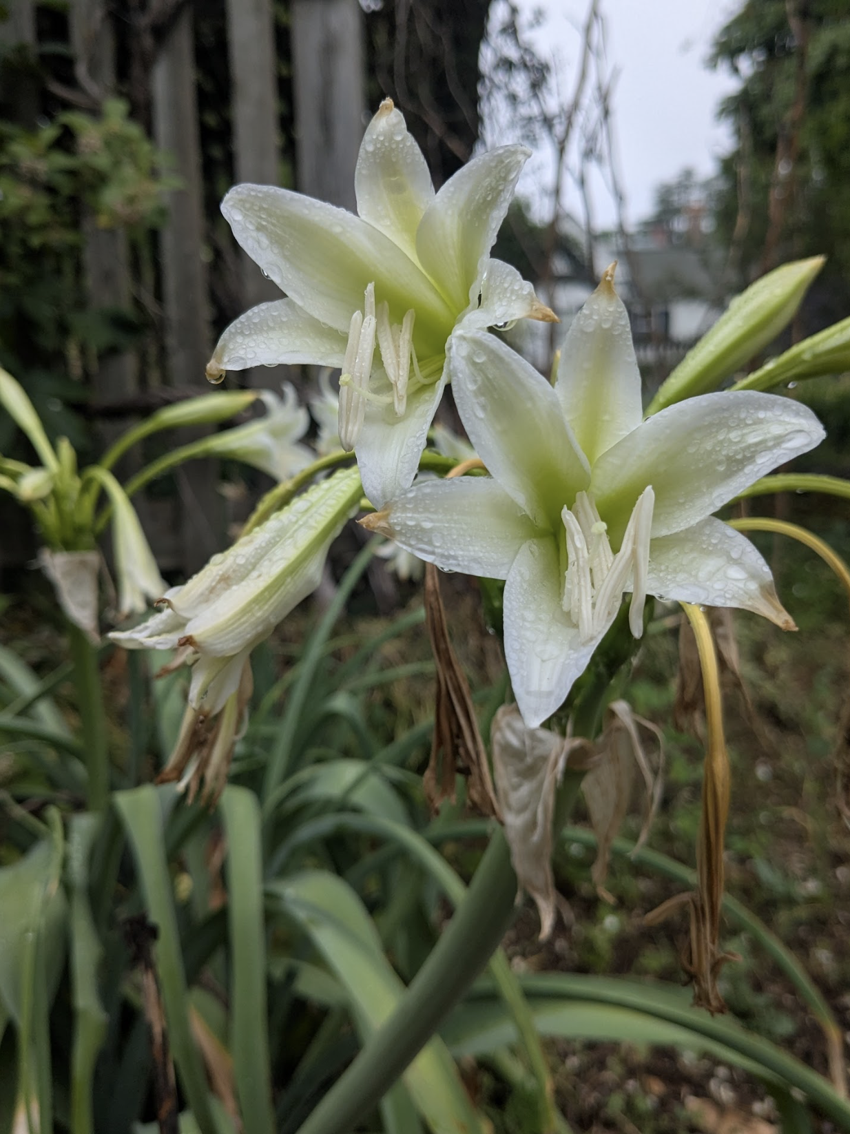 Crinum sp.