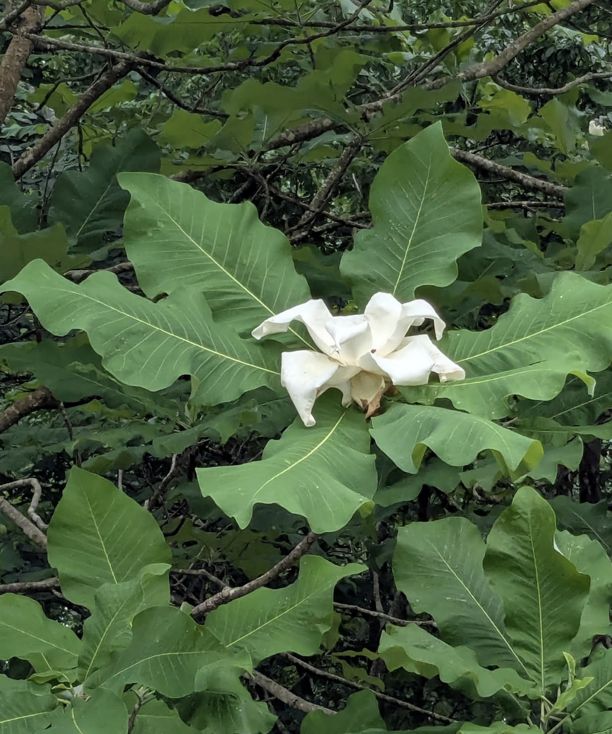 Magnolia macrophylla var. ashei