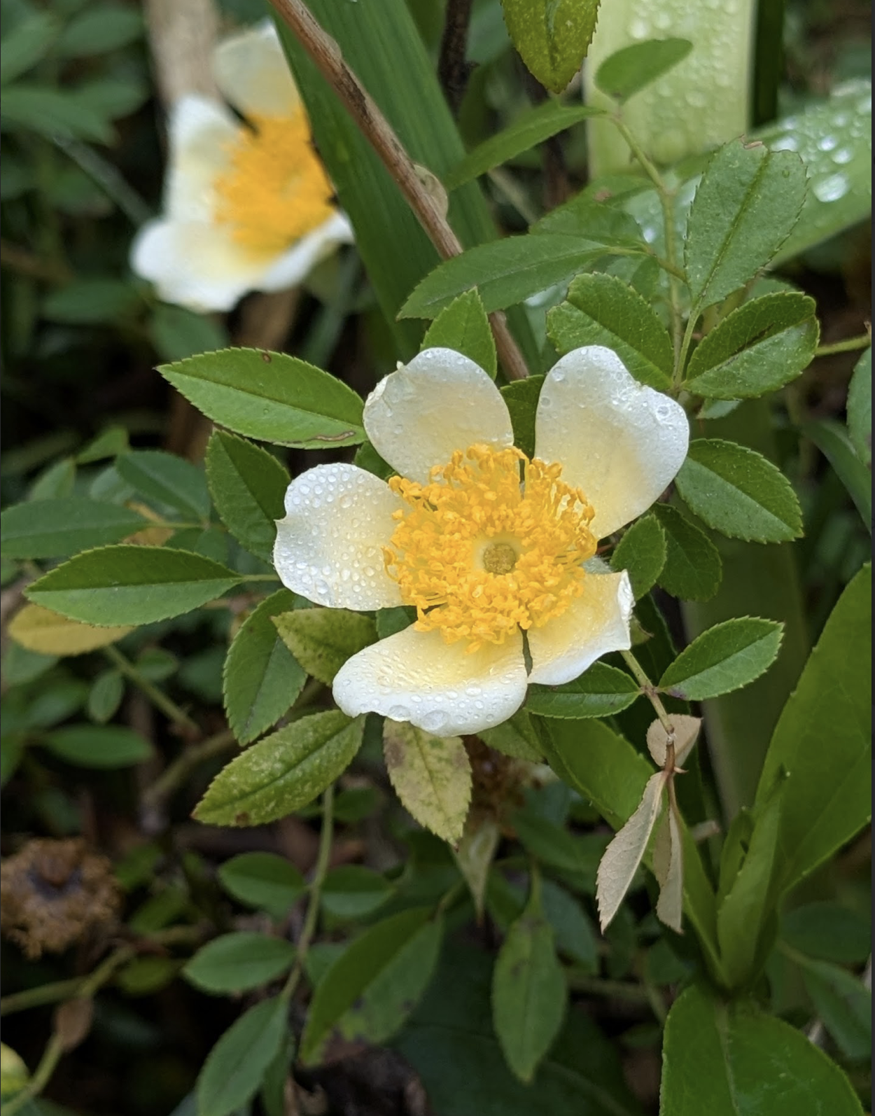 Rosa 'Mermaidette'
