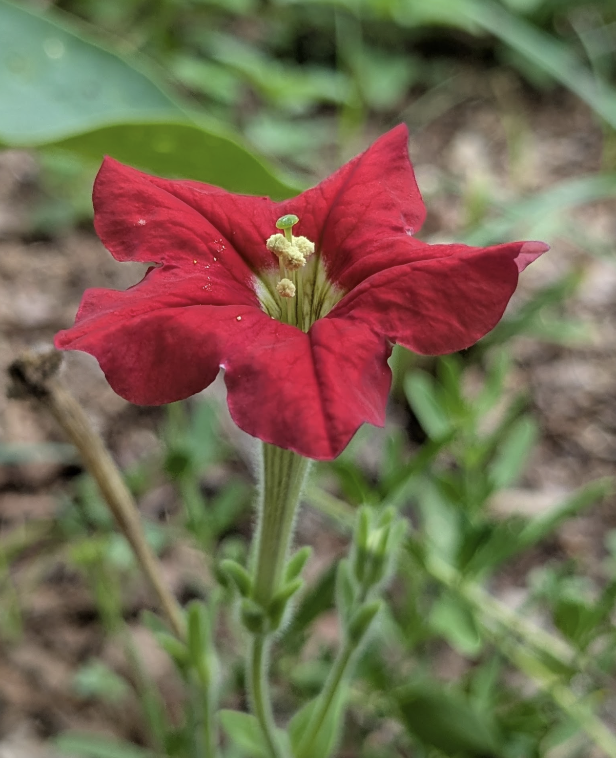 Petunia exserta 