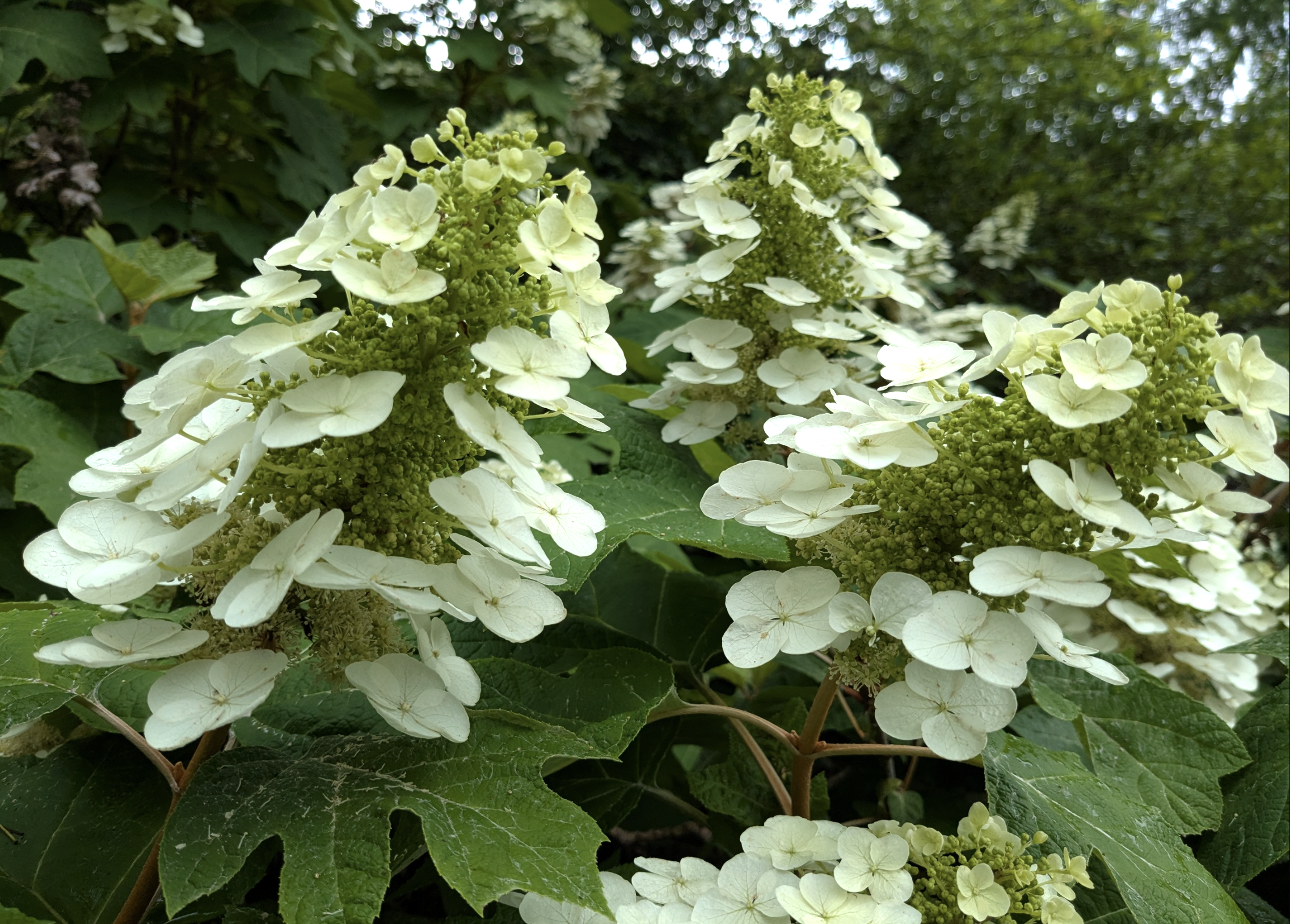 Hydrangea quercifolia