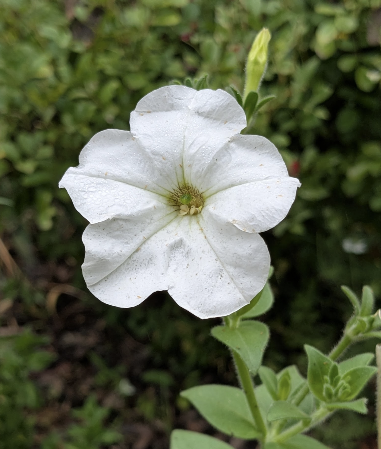 Petunia axilaris