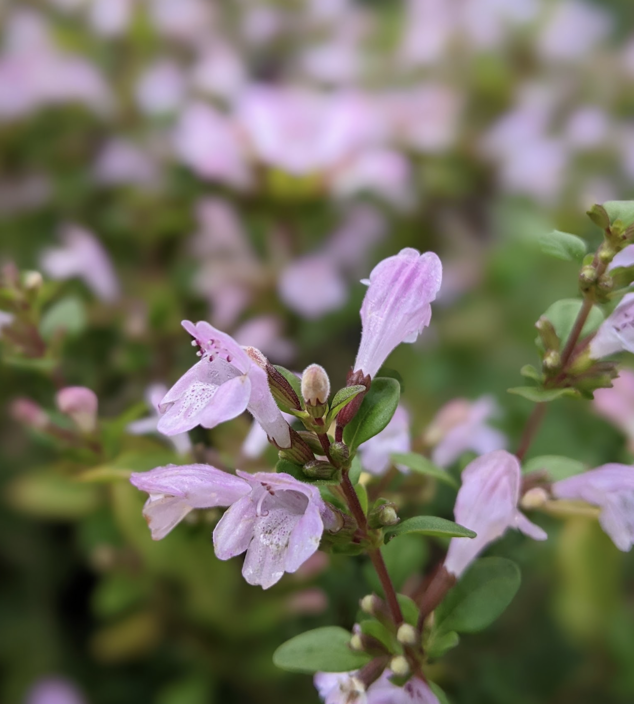 Clinopodium georgianum 