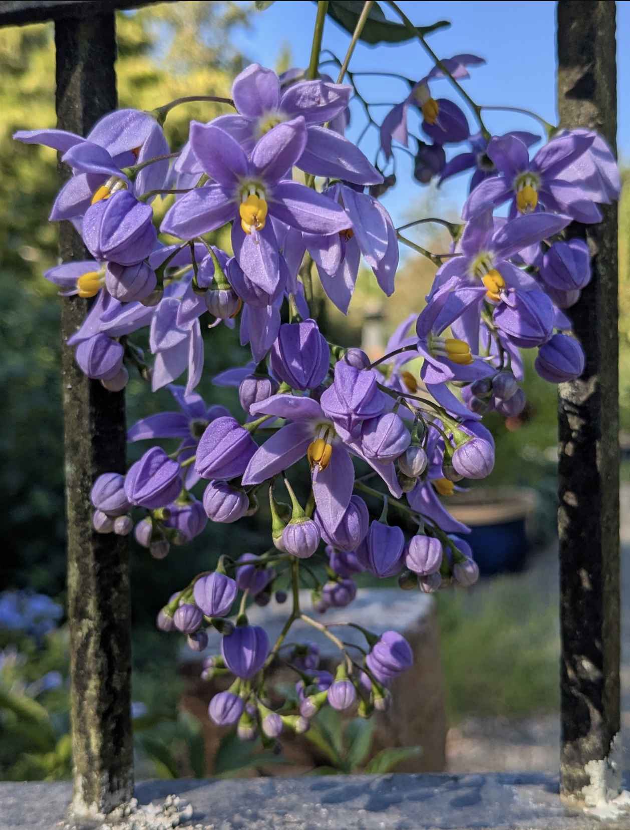 Solanum seafortheanum