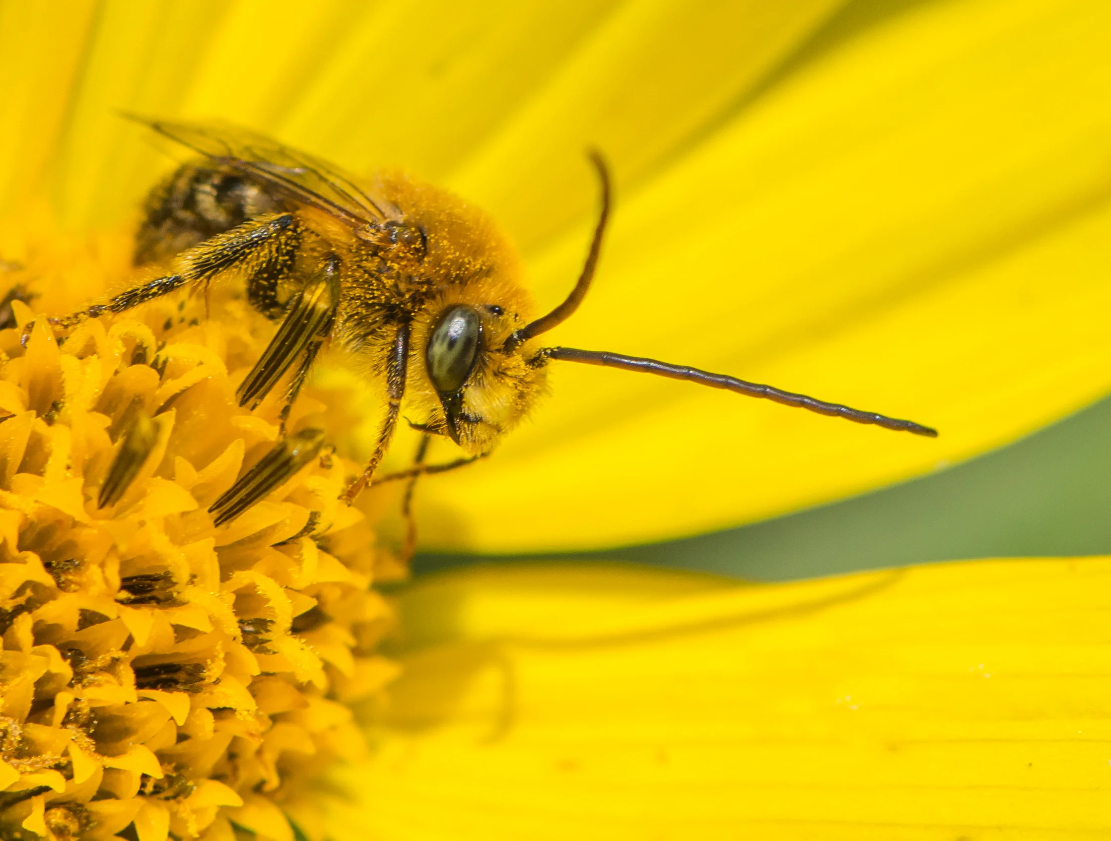  Long Horned Bee, Lapham Peak State Forest, Delafield Wisconsin.&nbsp; 