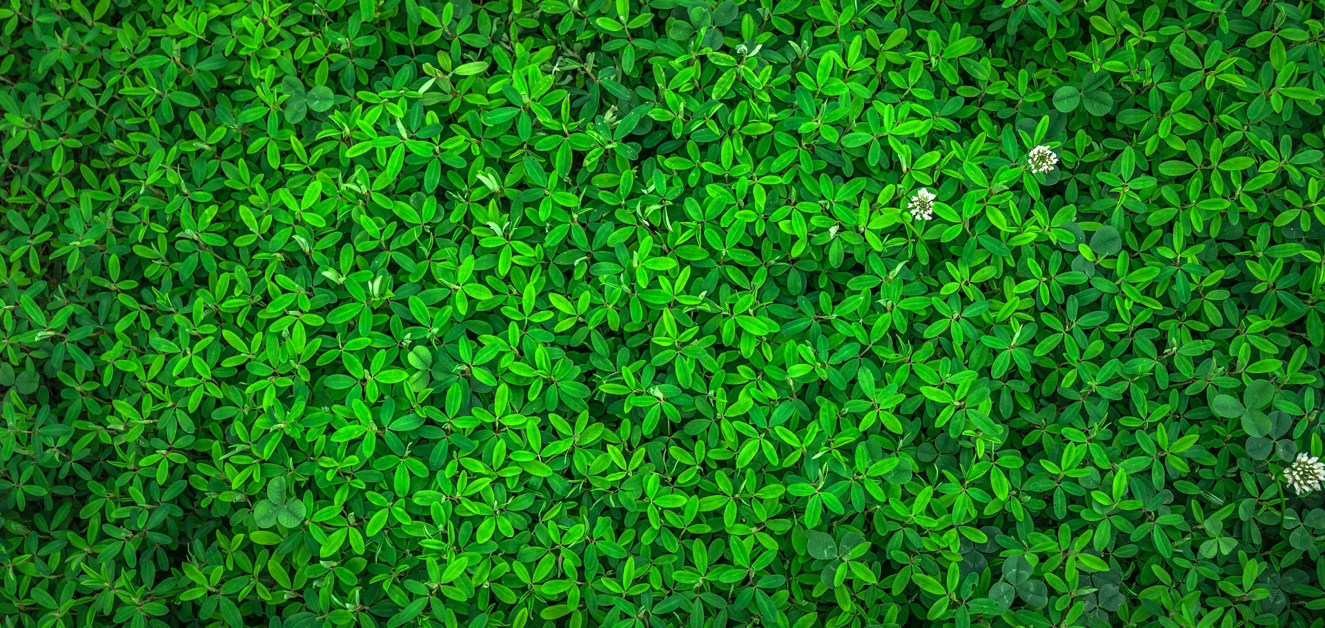 leaf-1498985_1920.jpg