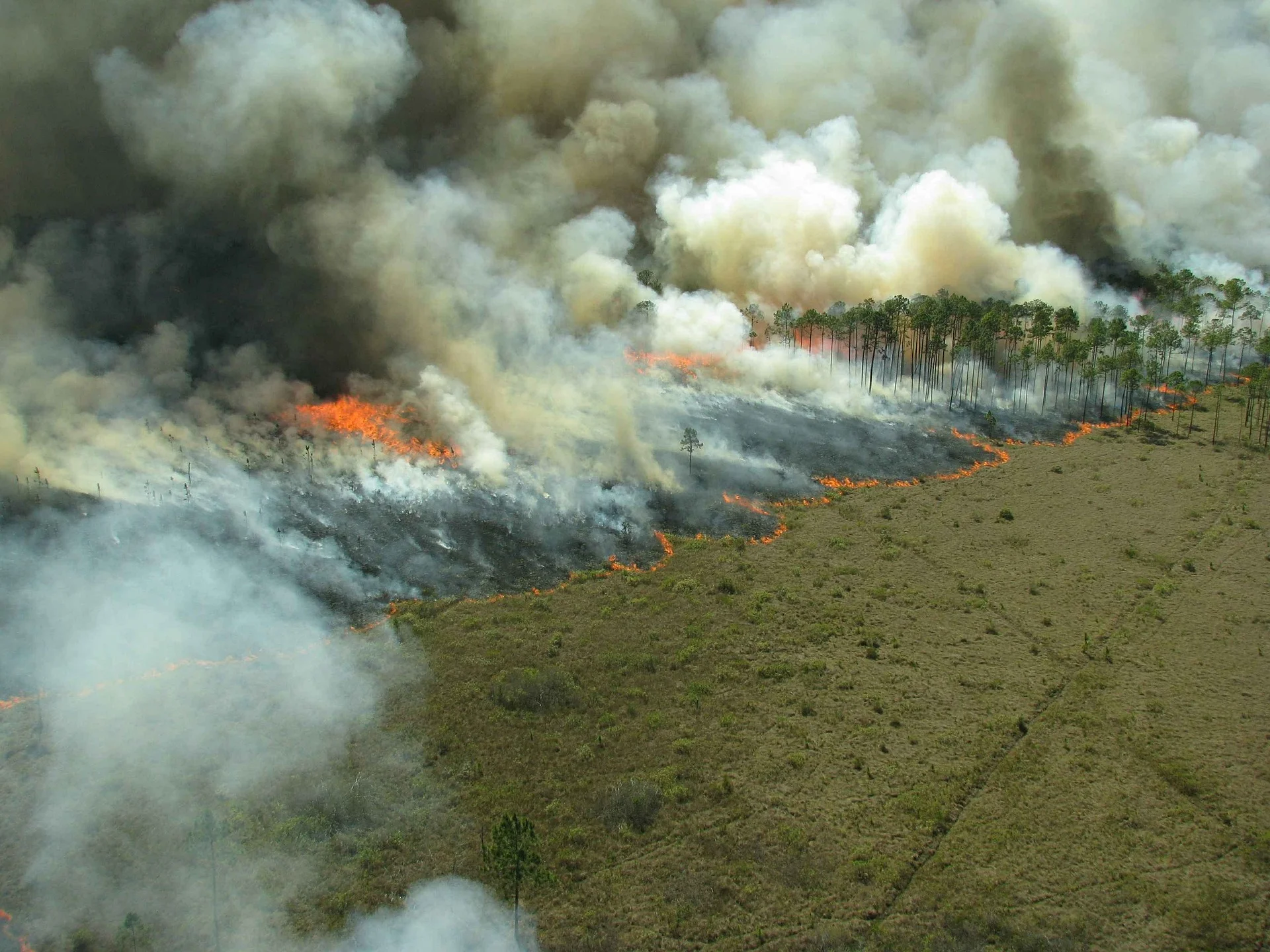 deforestation 2.jpg