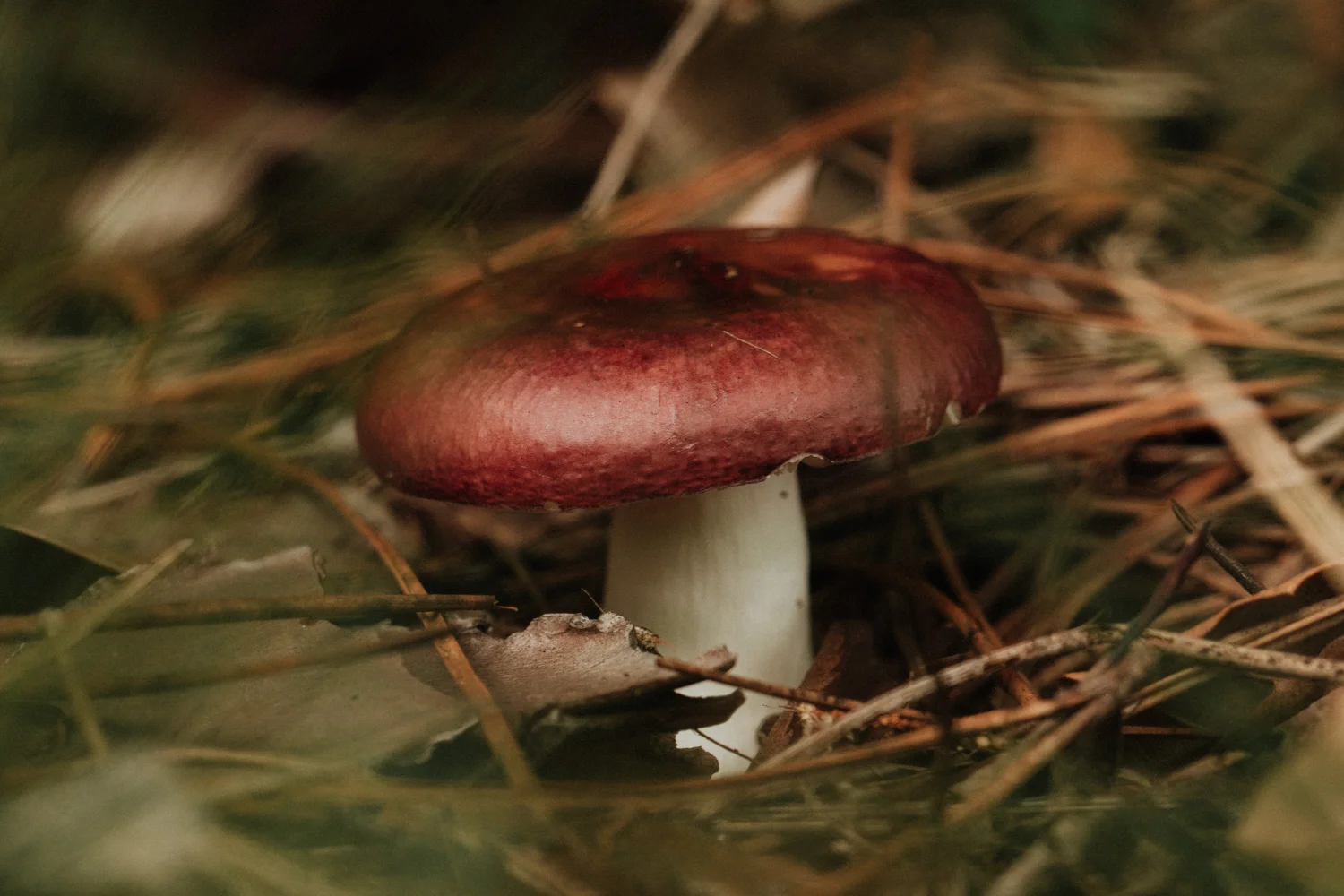 _UD_1595.jpg