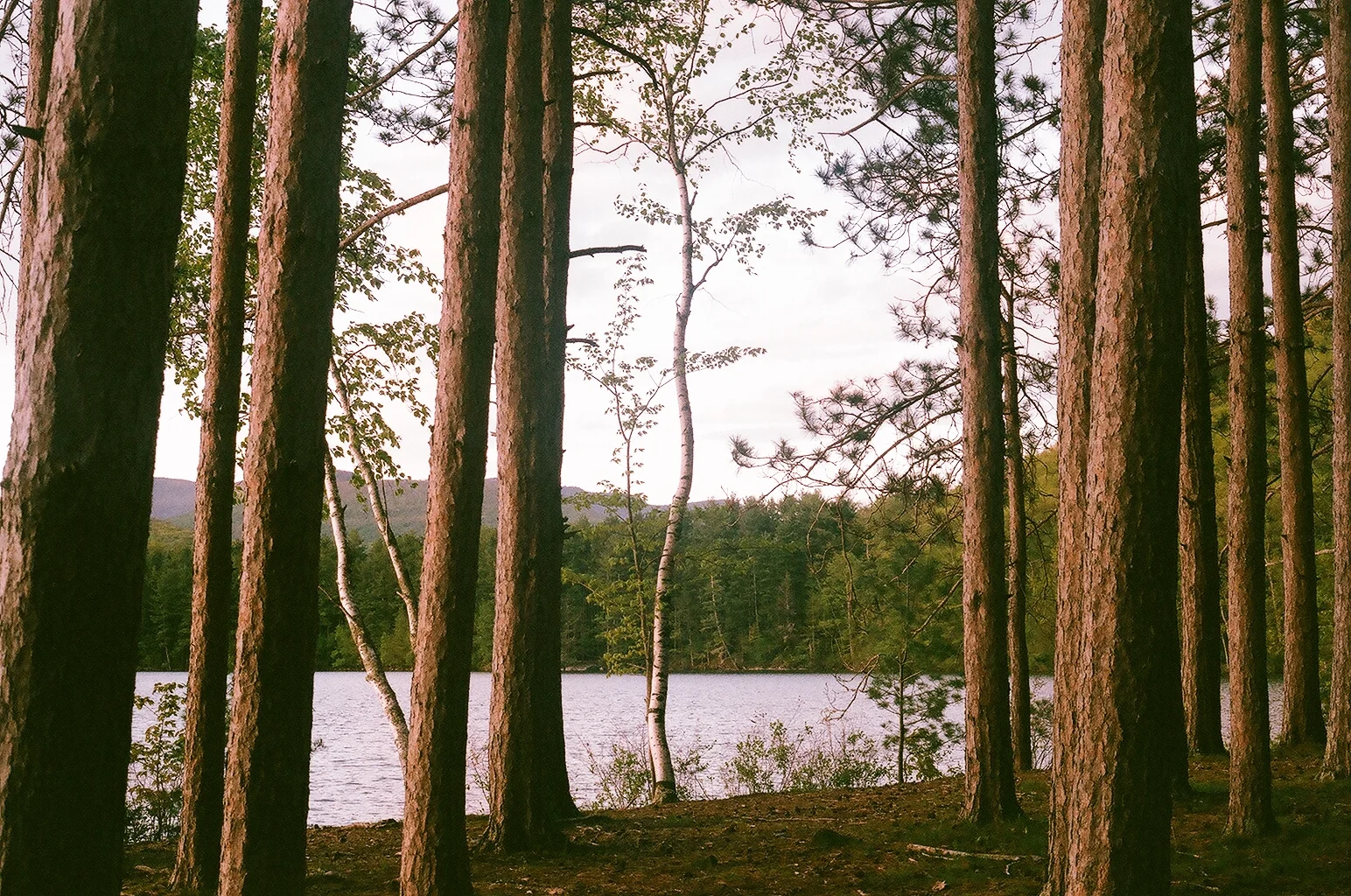 75680023.jpg