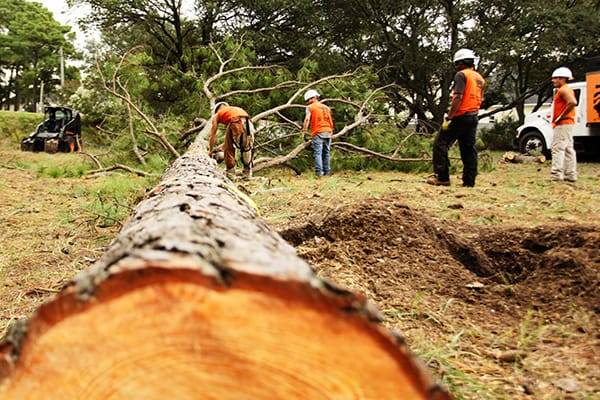 Tree Removal Service in Emergency Cases – Serendipidade