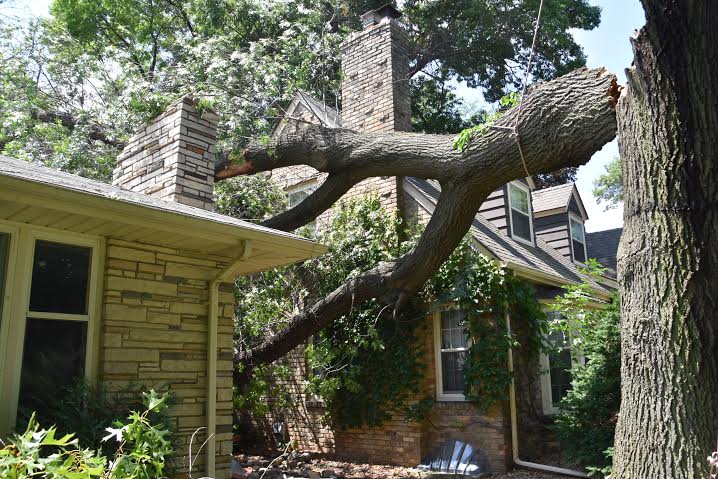 marietta tree removal service