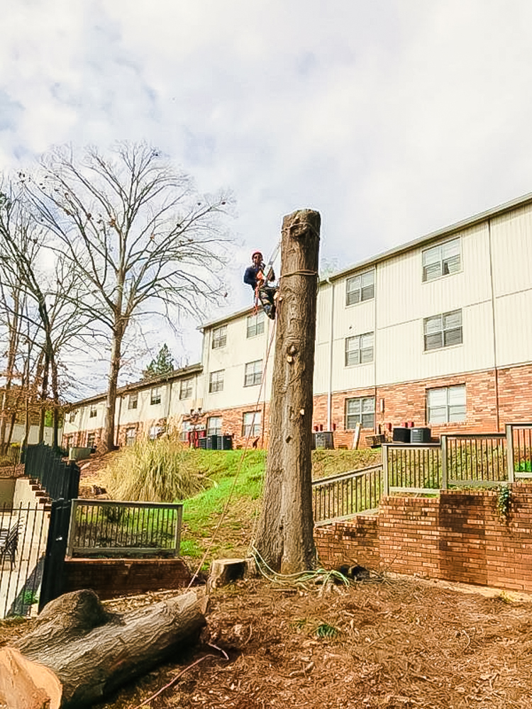 Expert Tree Removal In North Metro Atlanta - Silver Tree Service