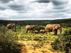 elephants.jpg