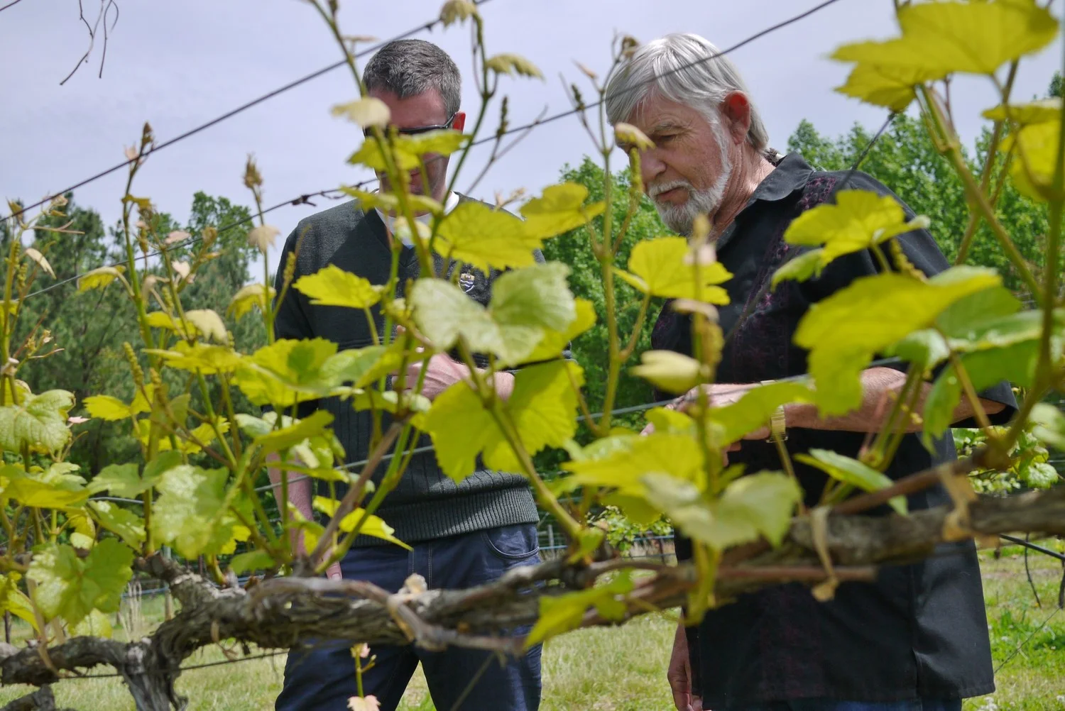 Wine Tasting and Vineyard Tour