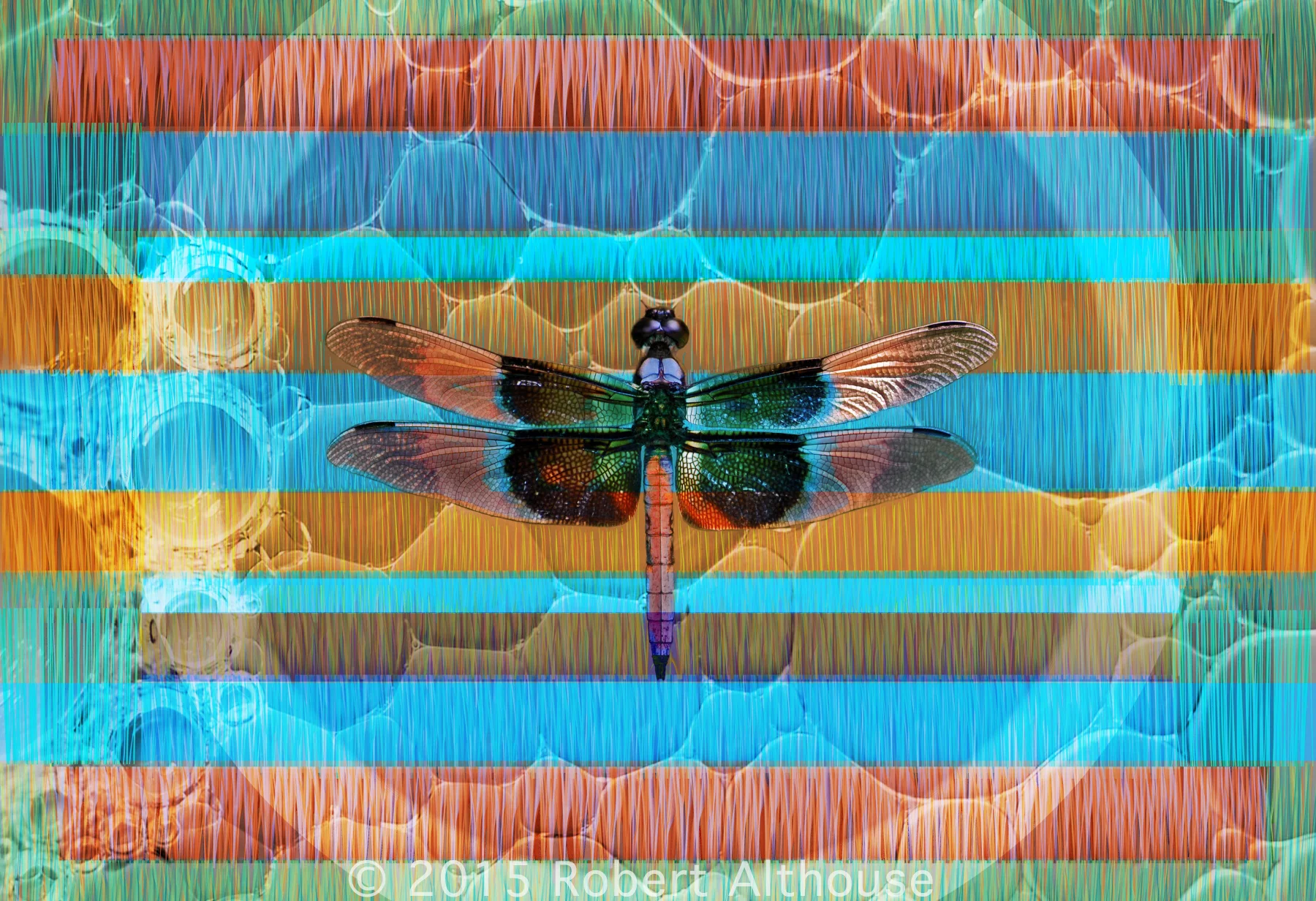 24d-web-ps.jpg