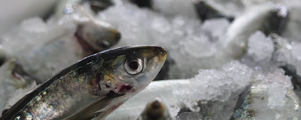 Sardinha.jpeg