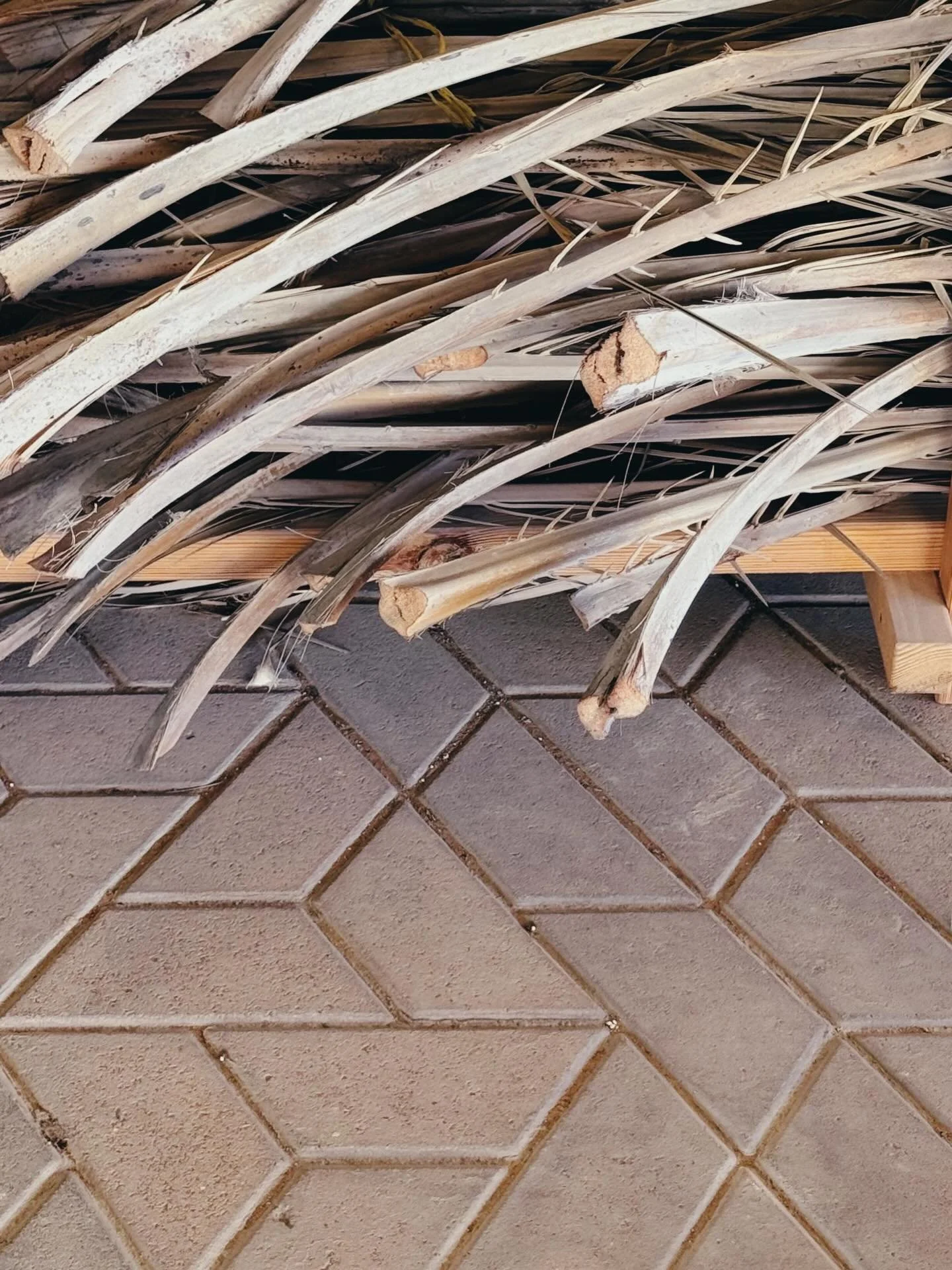 Yes, we do have a giant shelf on our balcony where we dry old palms so that we can use them on projects later on. All the cool kids are doing it.