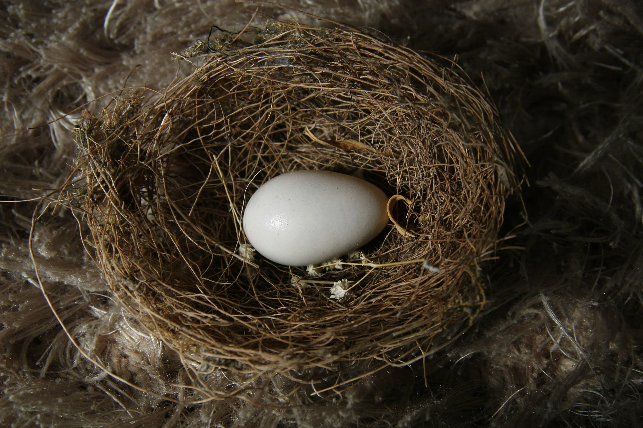 An Acupuncturist's Guide to Improving Egg Quality
