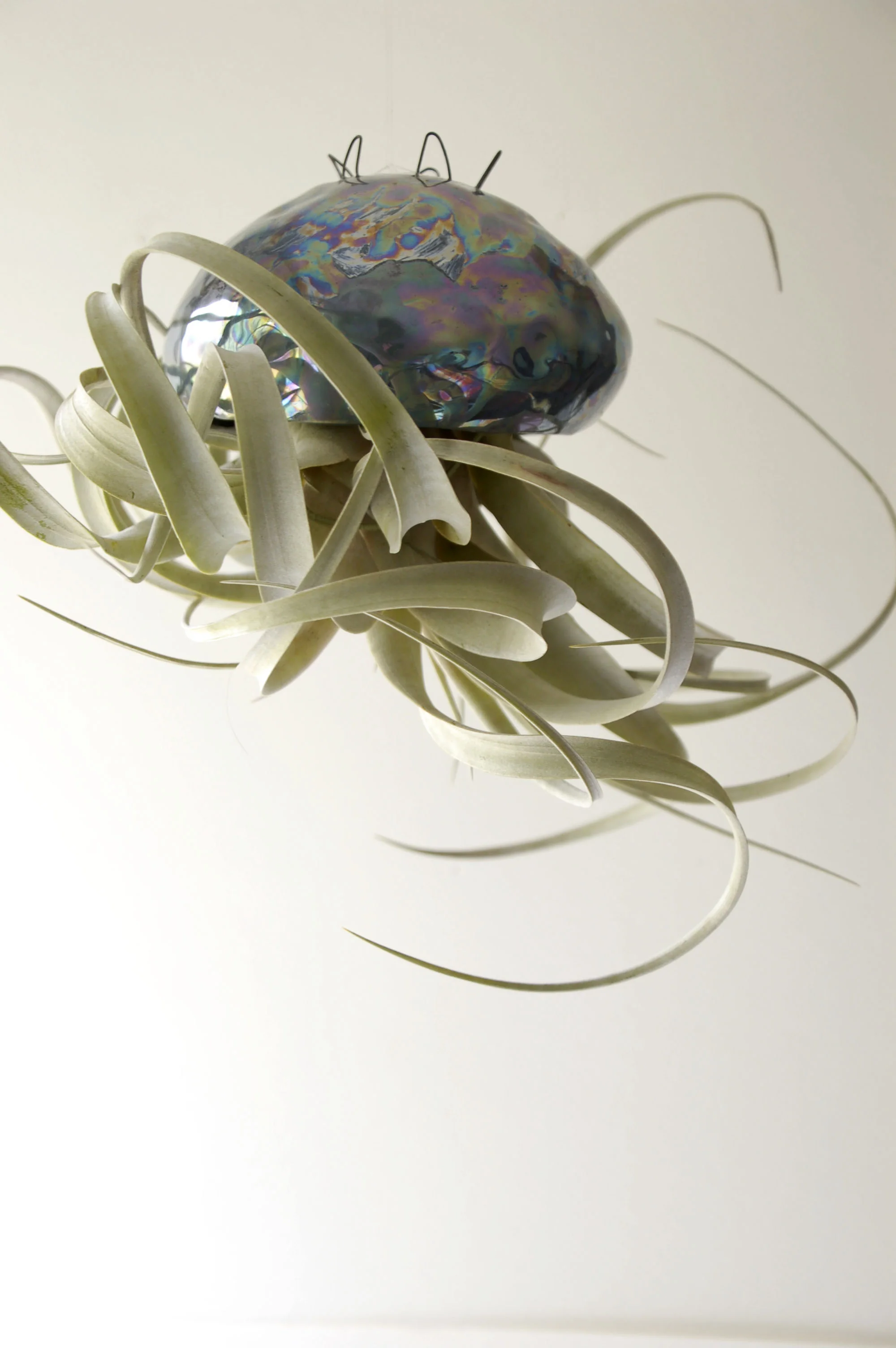 blue jelly 1.jpg
