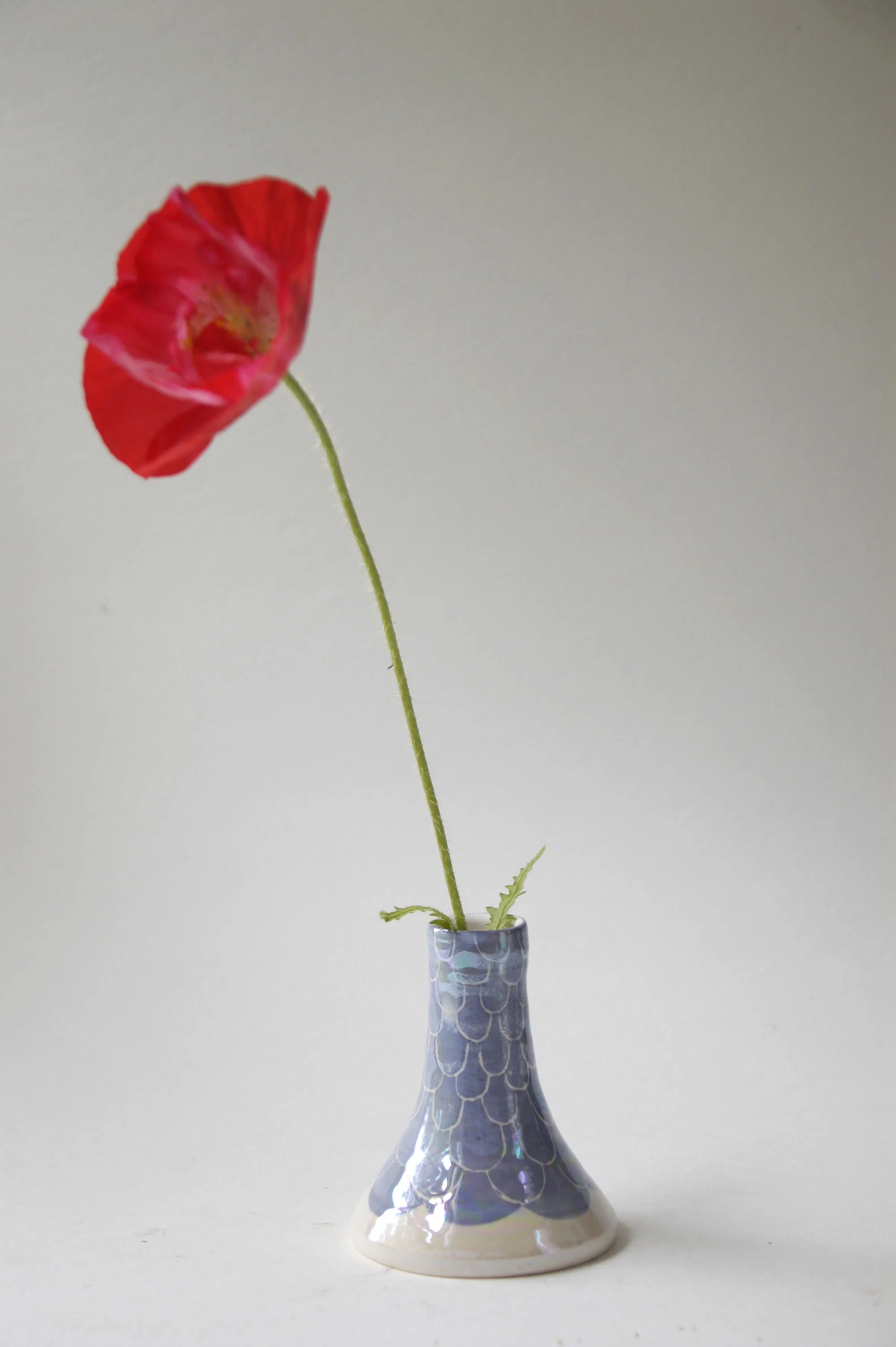 blue bud 1.jpg