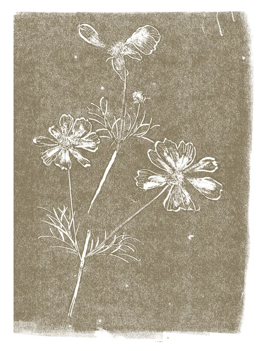 Un herbier de Montréal
