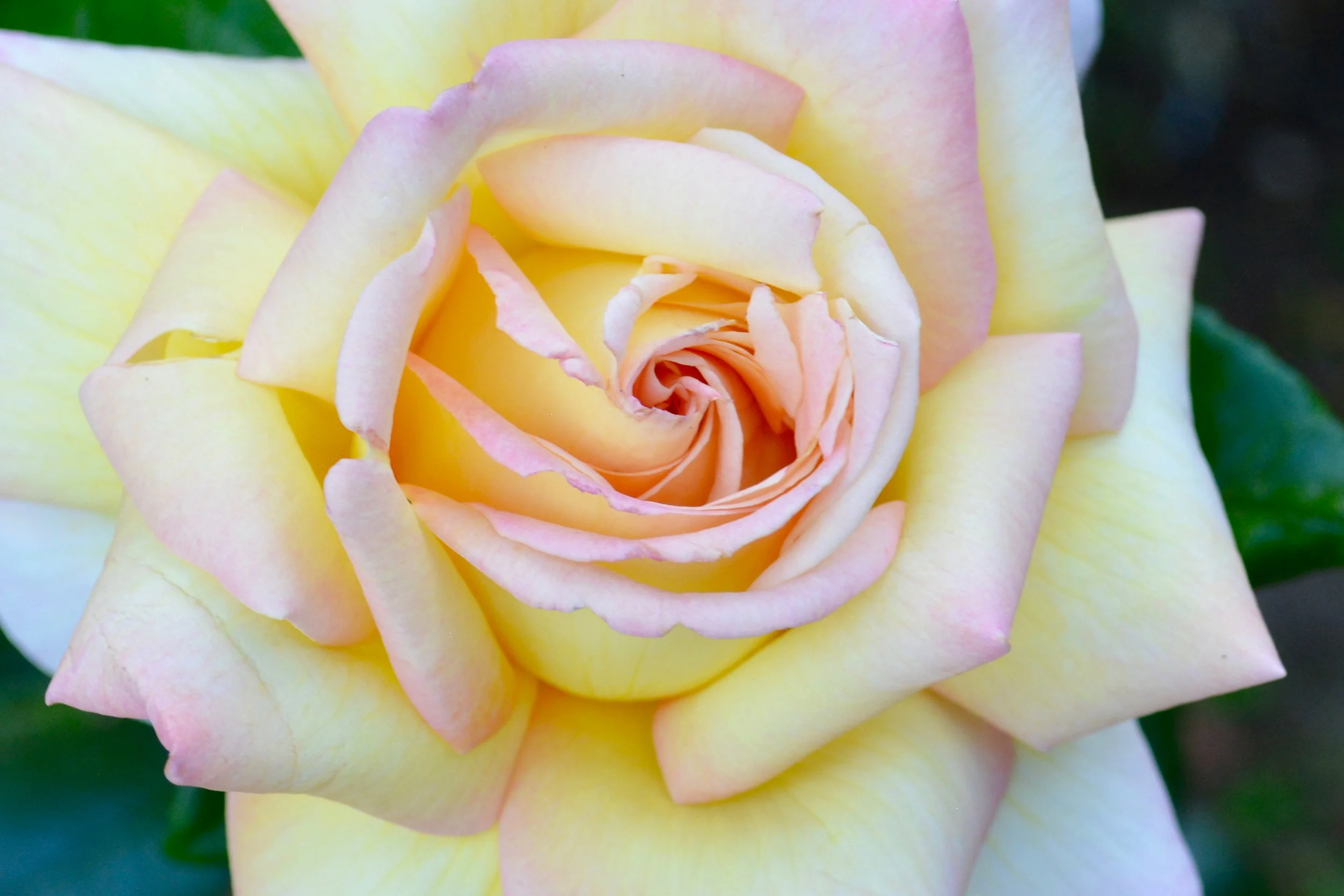 peacerose_2875x1917.jpg