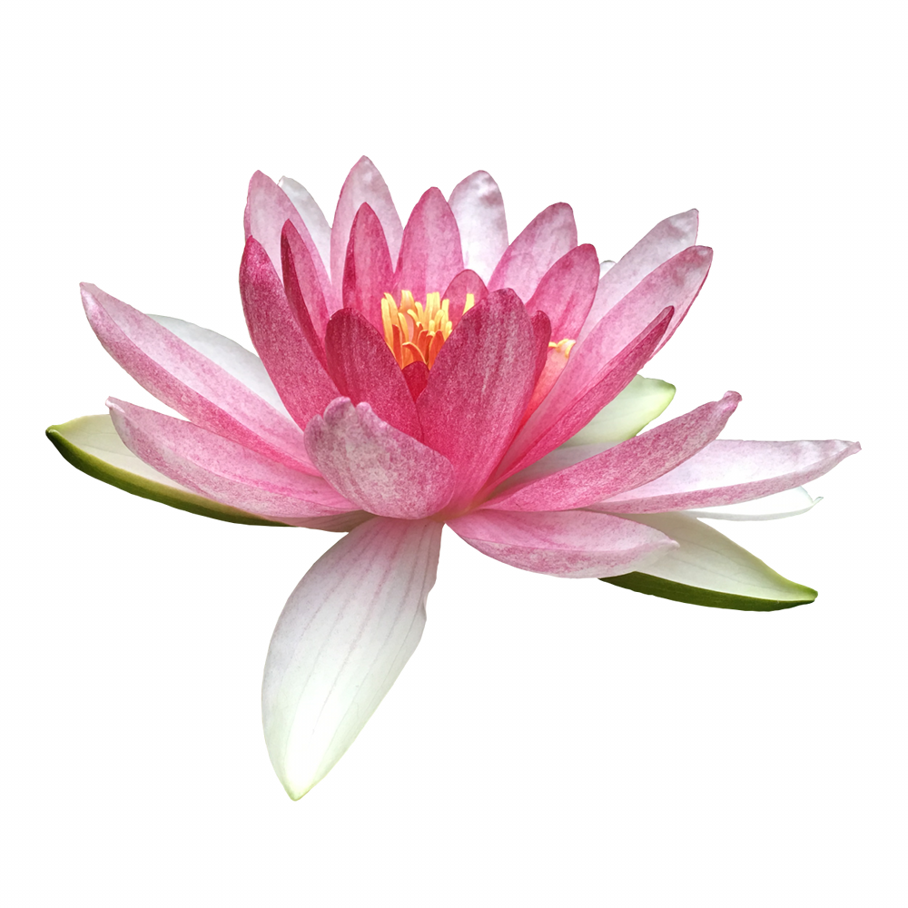 lotus_malaga_1000_white.png