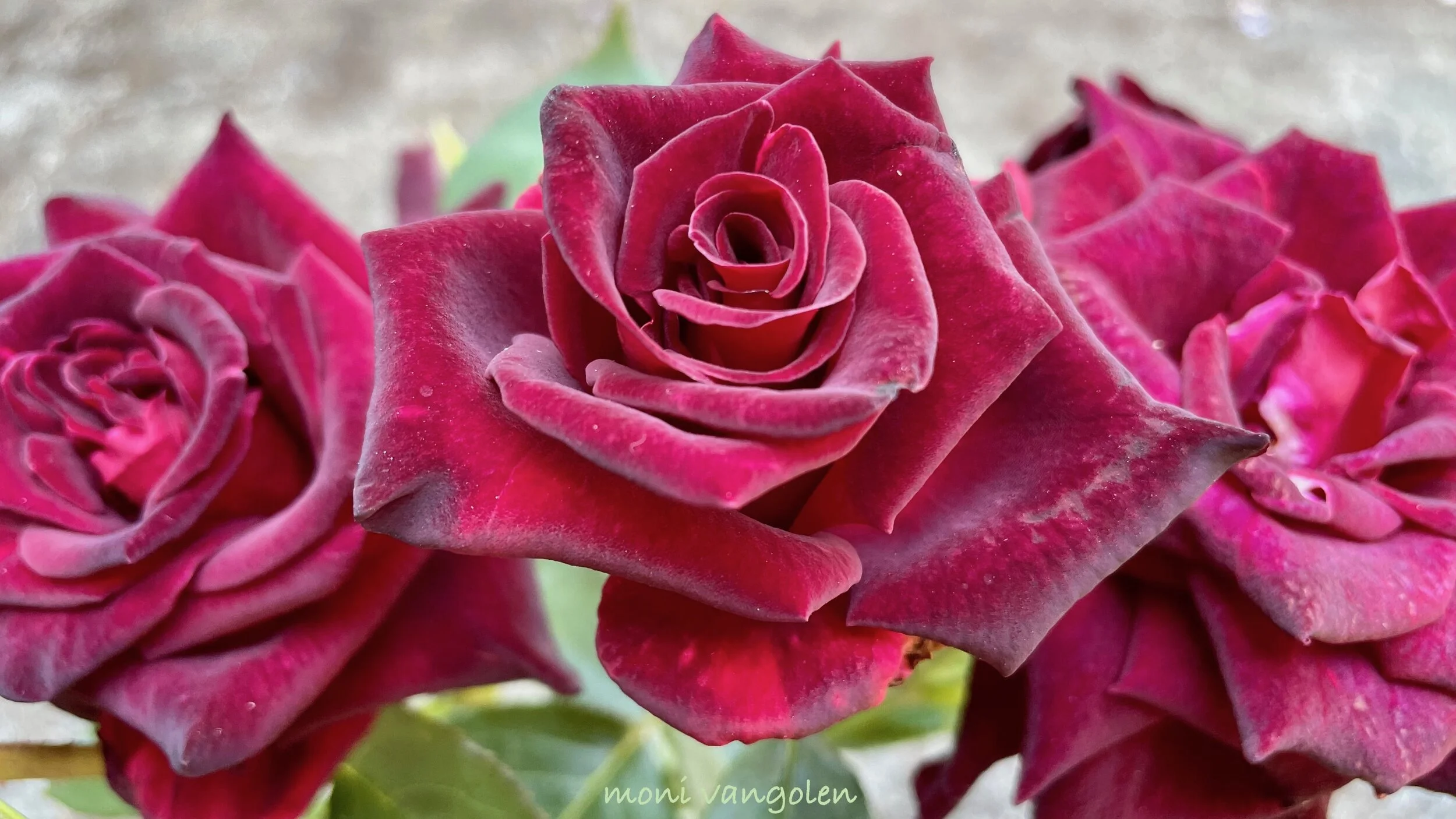 Rosa 'Black Baccara'